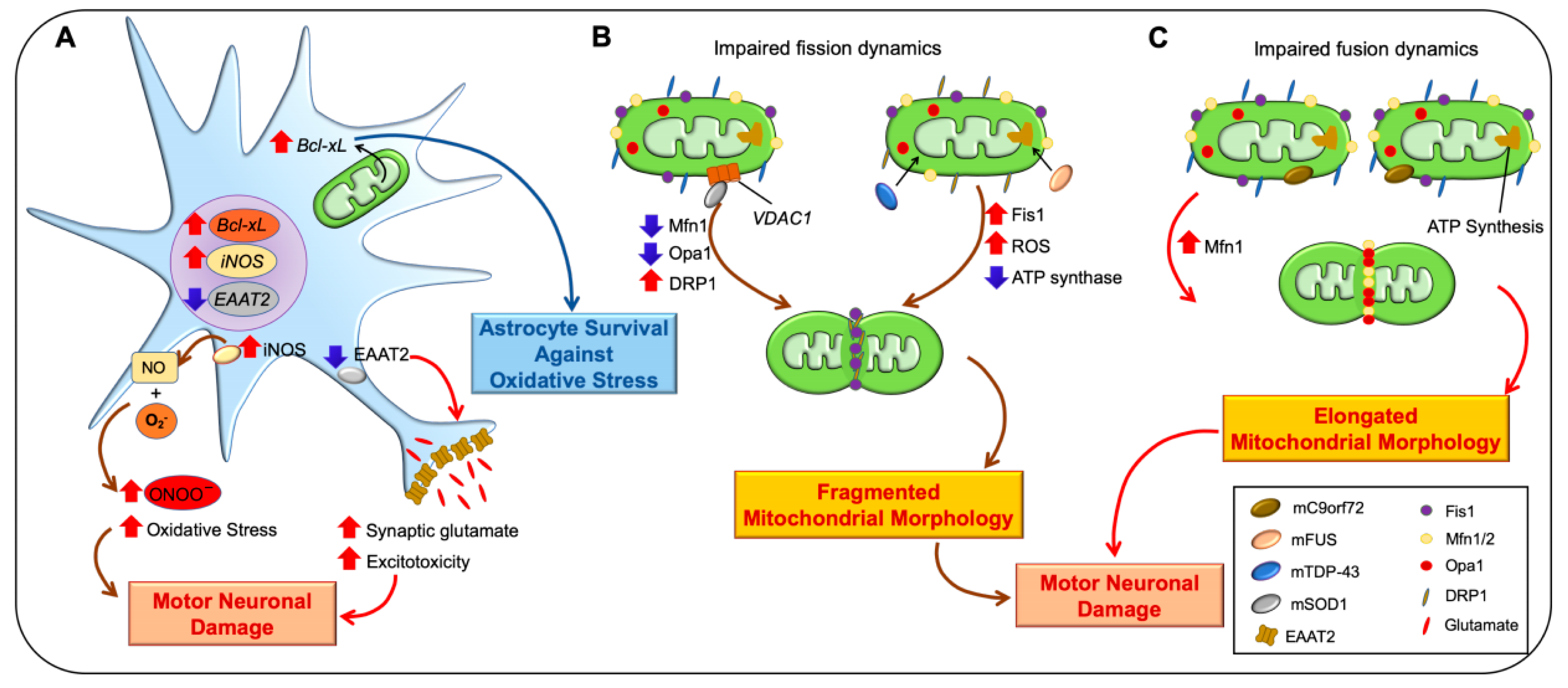 Antioxidants 10 00229 g002 Antioxidants 10 00229 g002