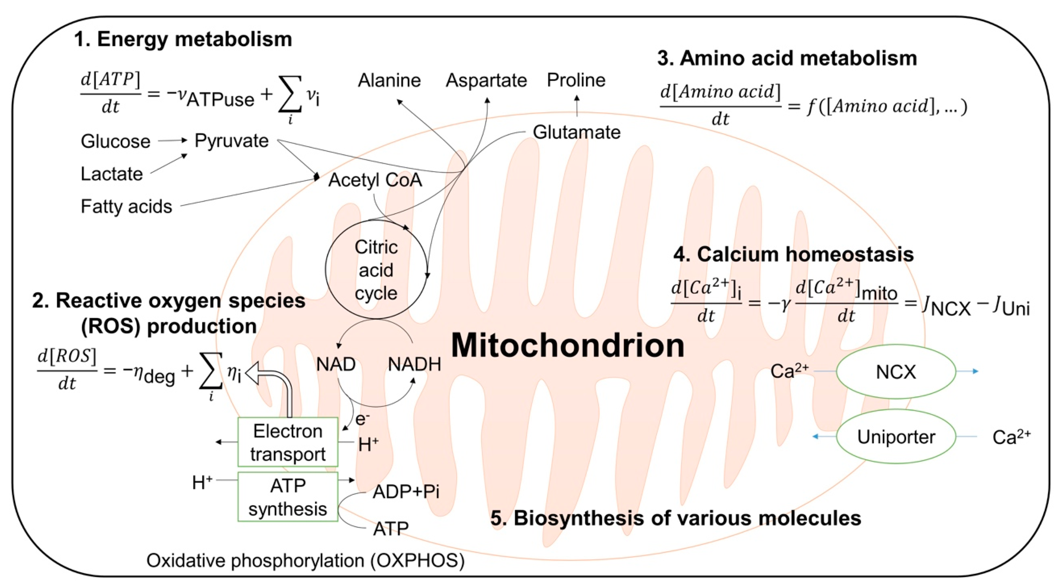 Antioxidants 10 00229 g005 Antioxidants 10 00229 g005