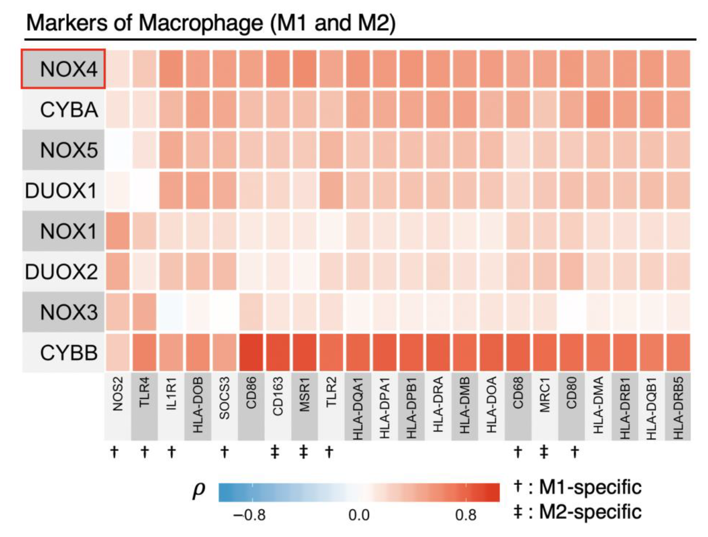 Antioxidants 10 00235 g005 Antioxidants 10 00235 g005
