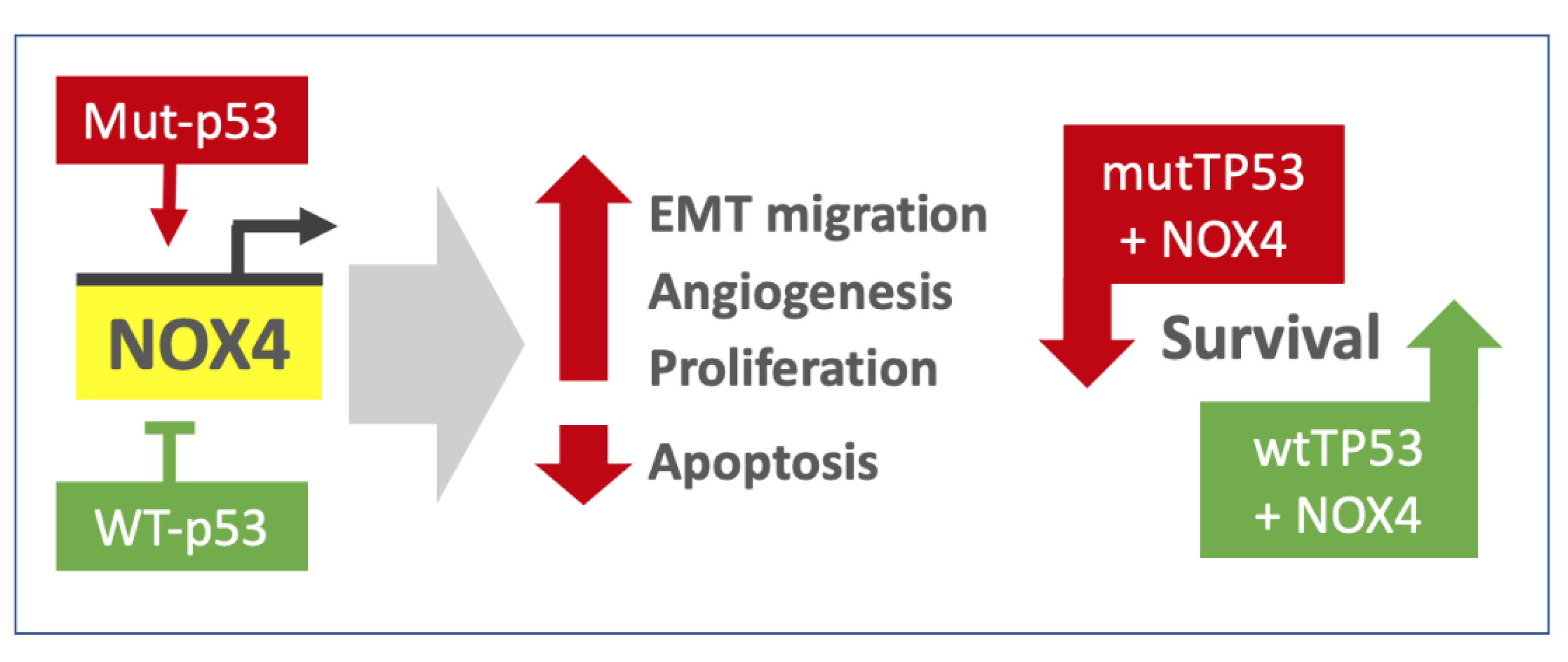 Antioxidants 10 00235 g009 Antioxidants 10 00235 g009