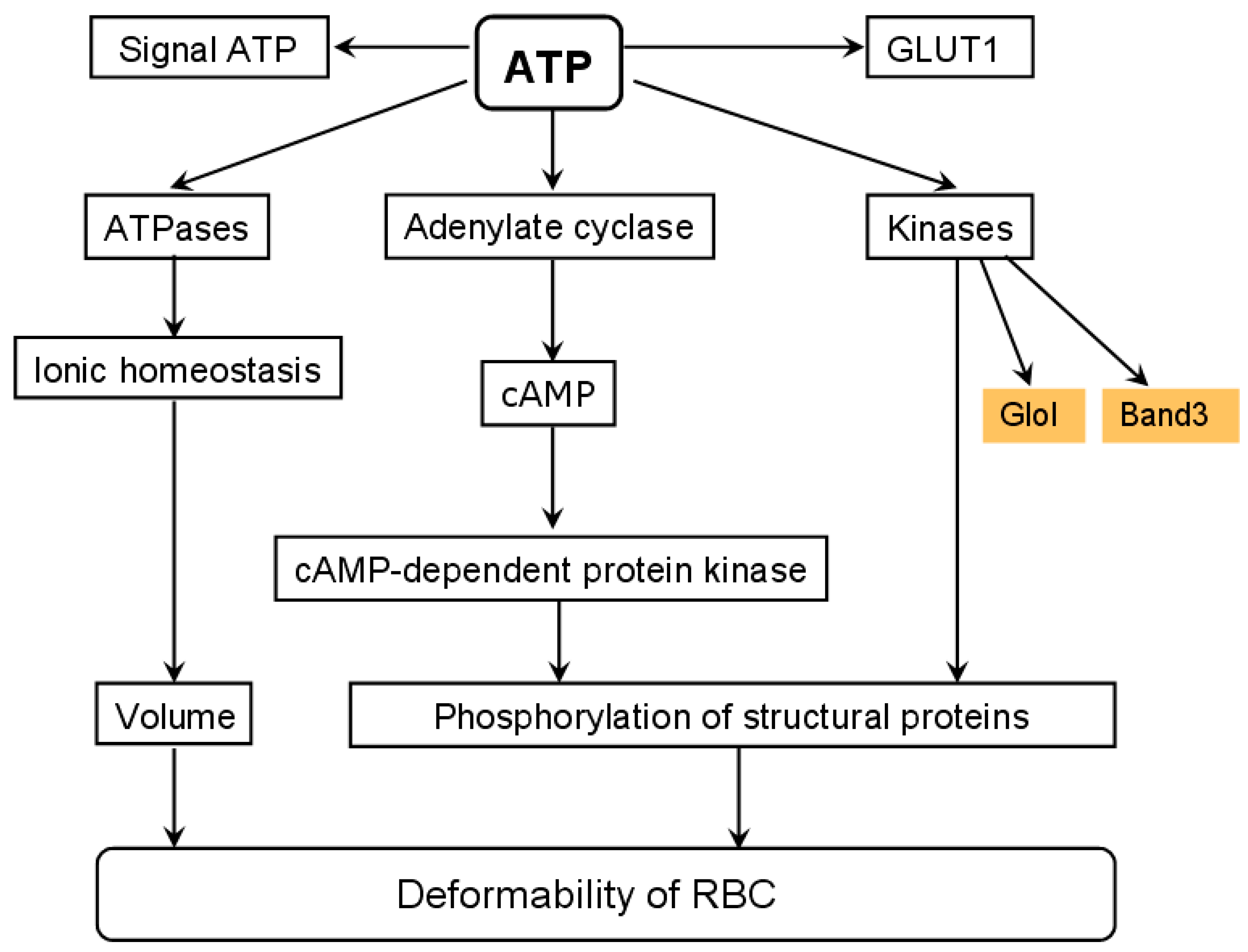 Antioxidants 10 00253 g003 Antioxidants 10 00253 g003