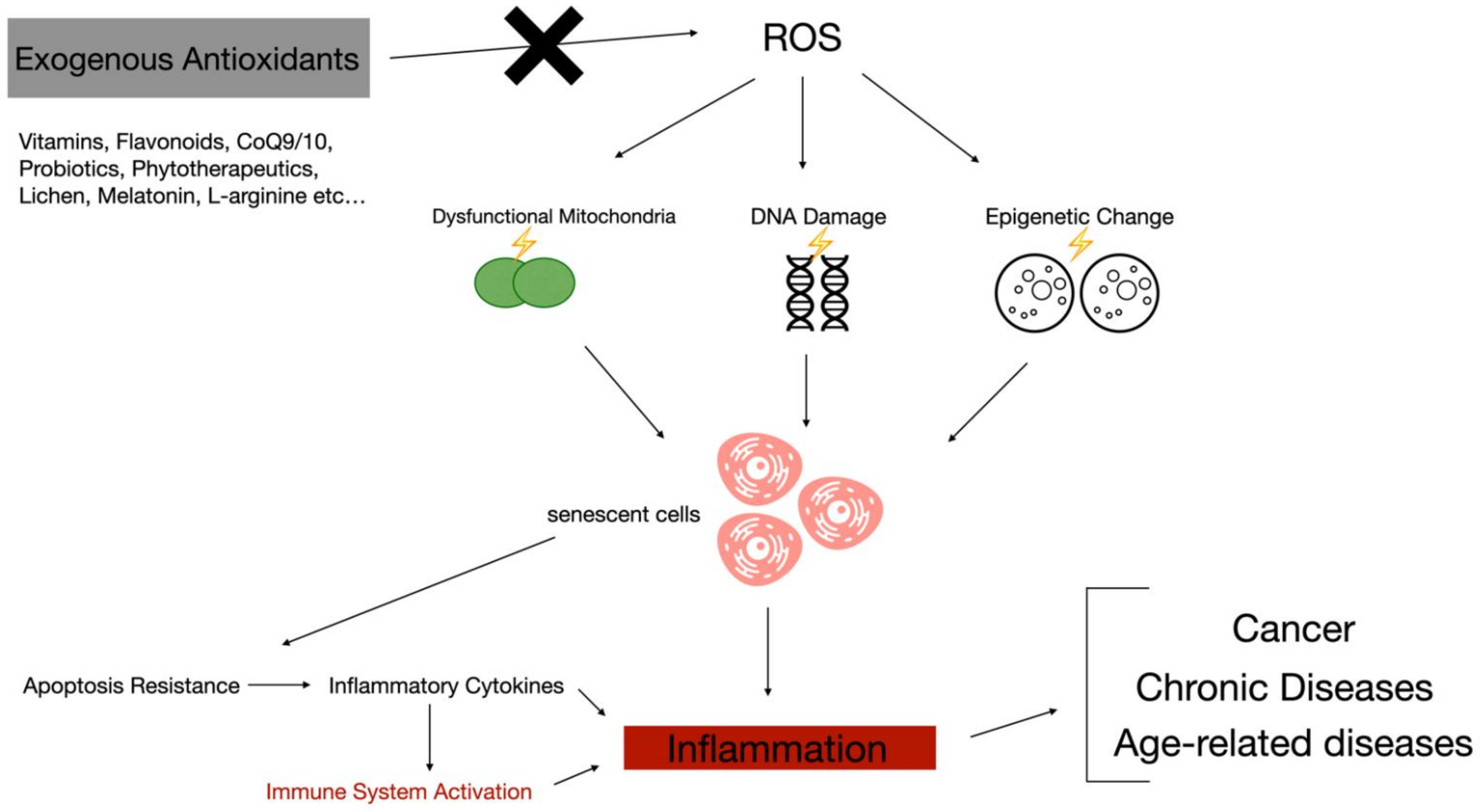 Antioxidants 10 00261 g001