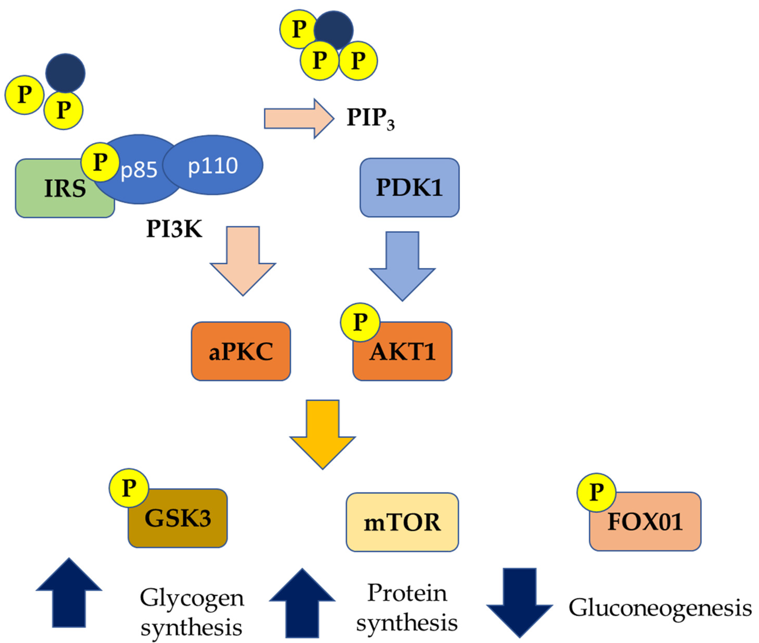 Antioxidants 10 00270 g002 Antioxidants 10 00270 g002