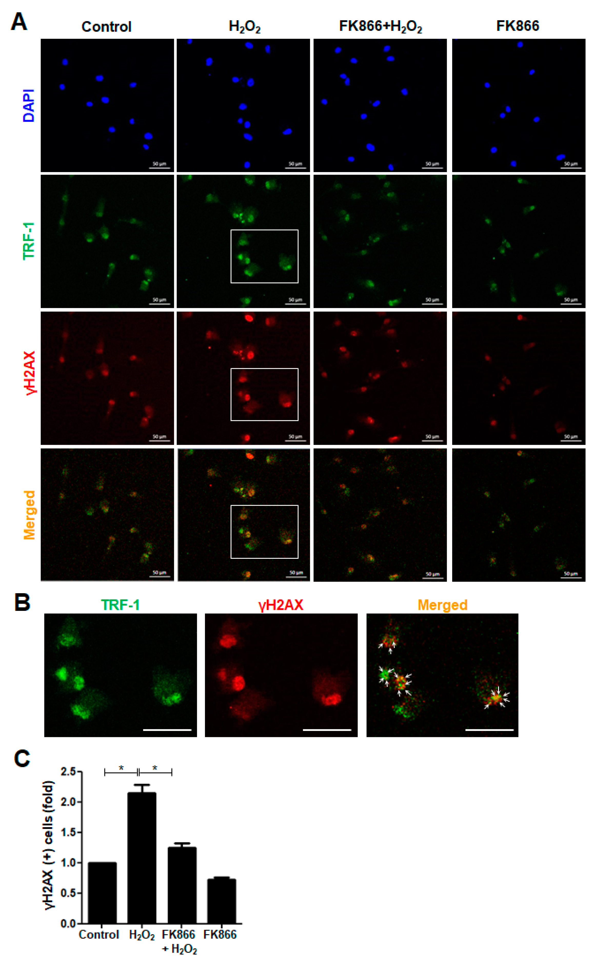 Antioxidants 10 00271 g002 Antioxidants 10 00271 g002