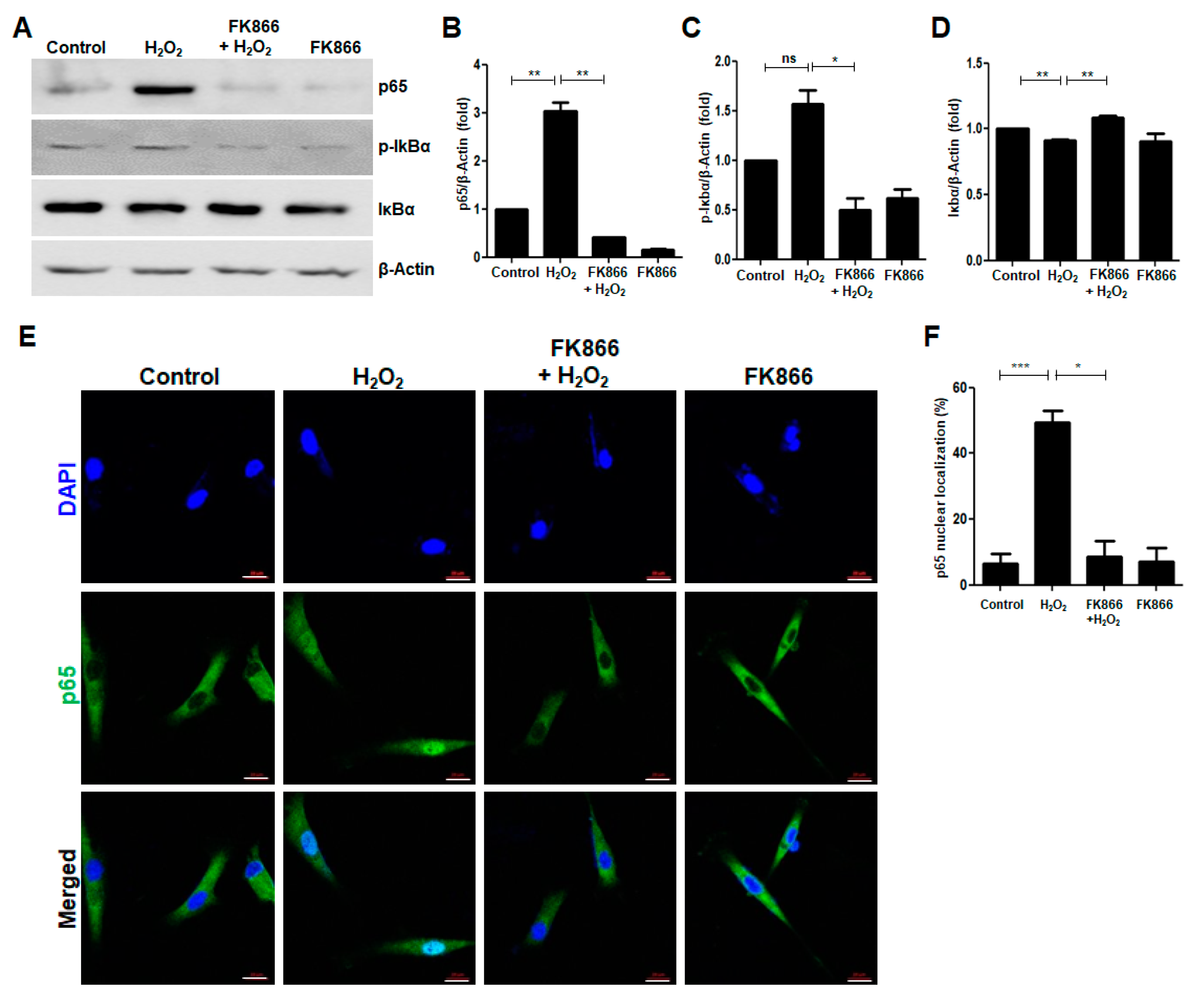 Antioxidants 10 00271 g005 Antioxidants 10 00271 g005