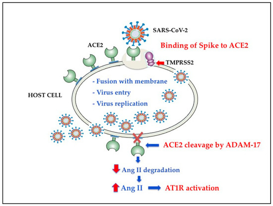 Antioxidants 10 00272 g002 550