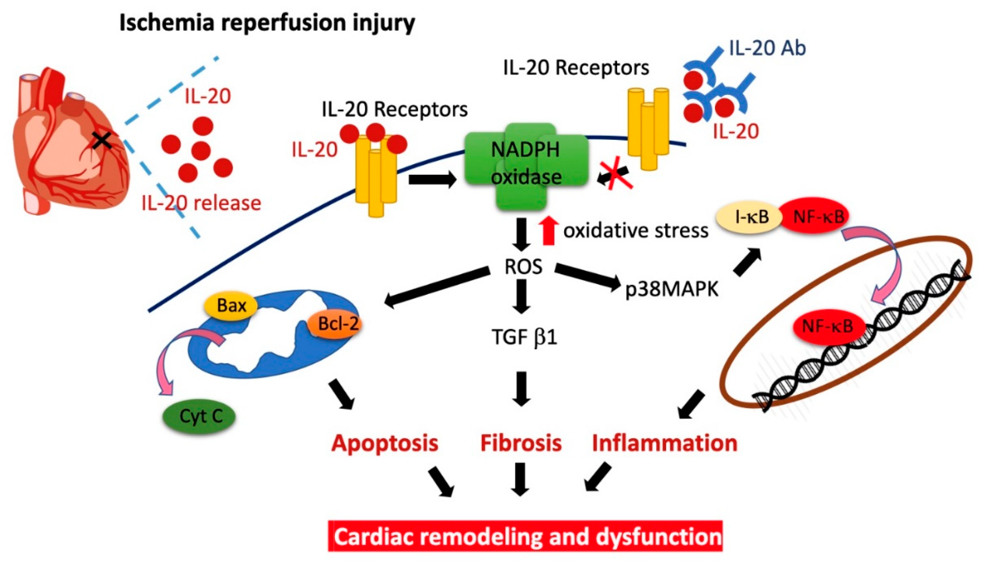 Antioxidants 10 00275 g008