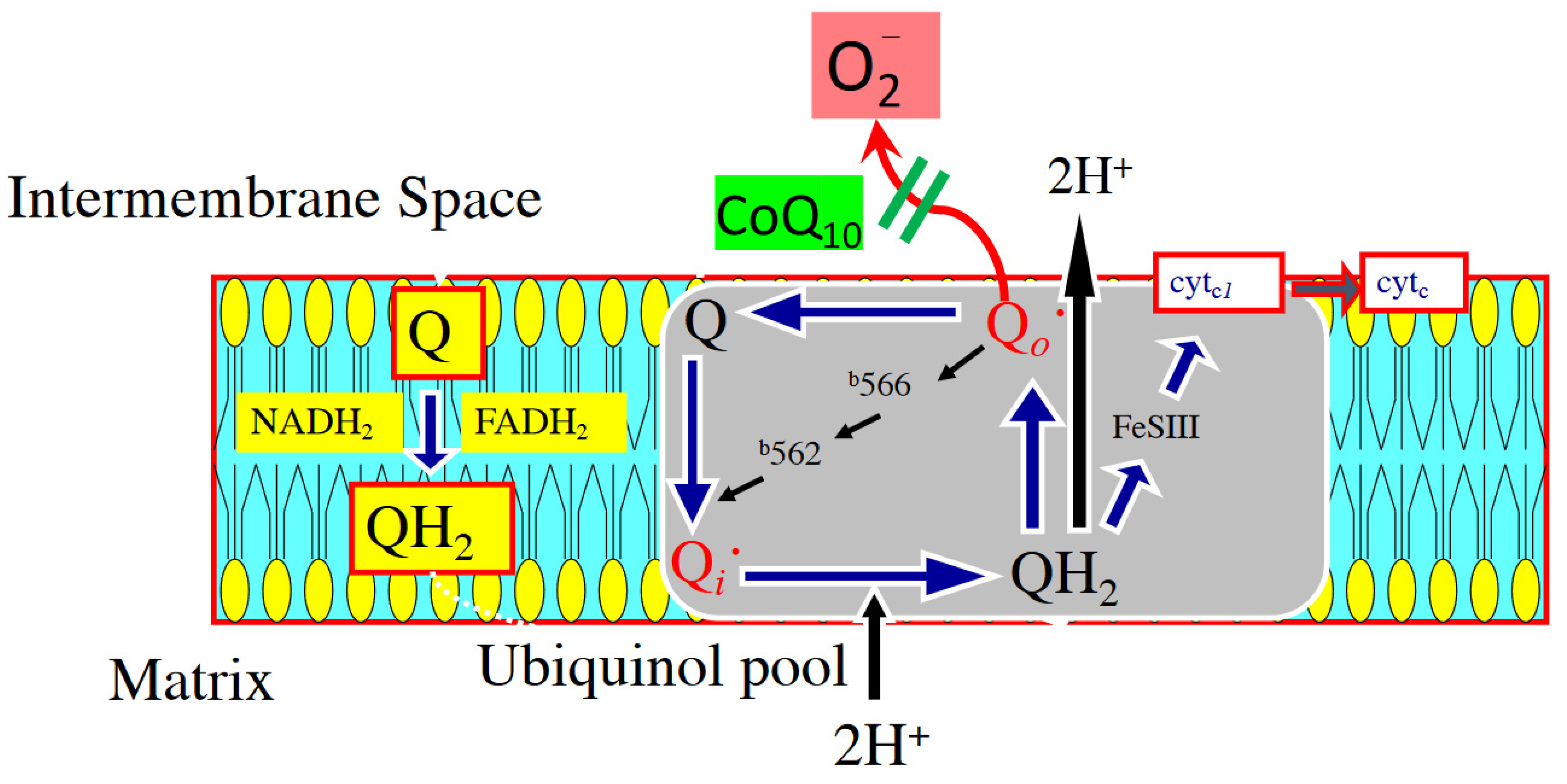 Antioxidants 10 00276 g003 Antioxidants 10 00276 g003