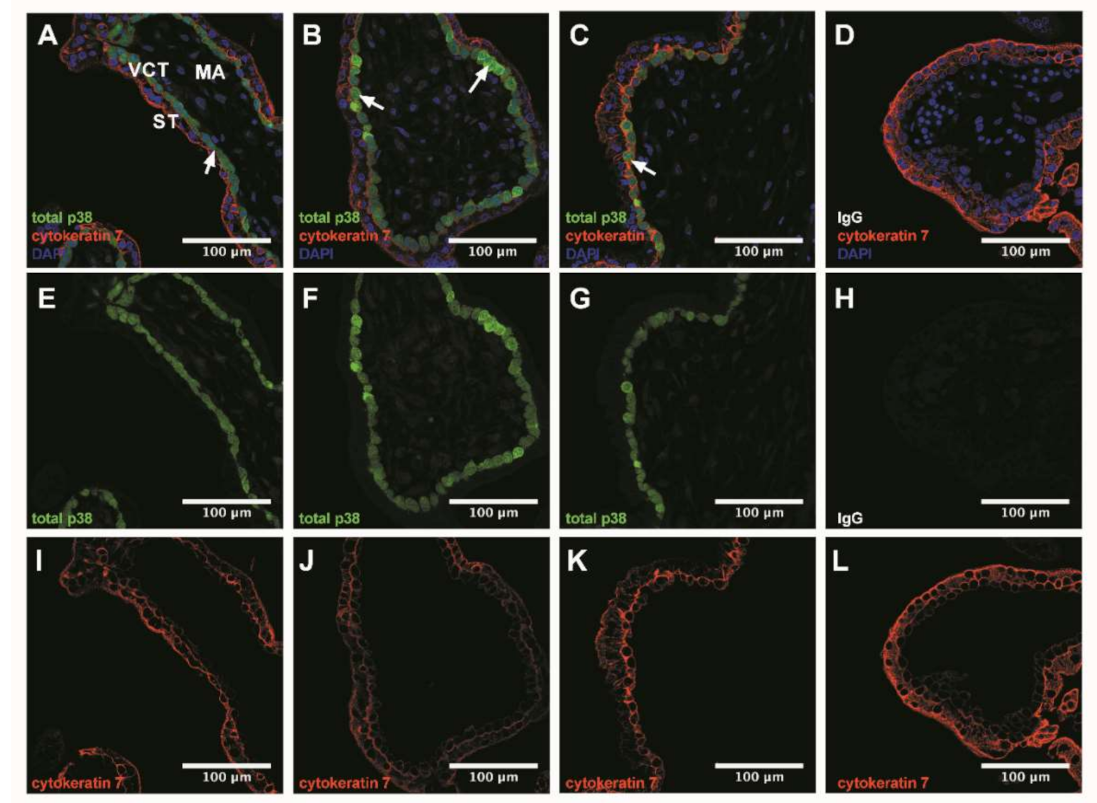 Antioxidants 10 00281 g002