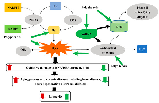 Antioxidants Free Full Text Dietary Anti Aging Polyphenols And Potential Mechanisms Html