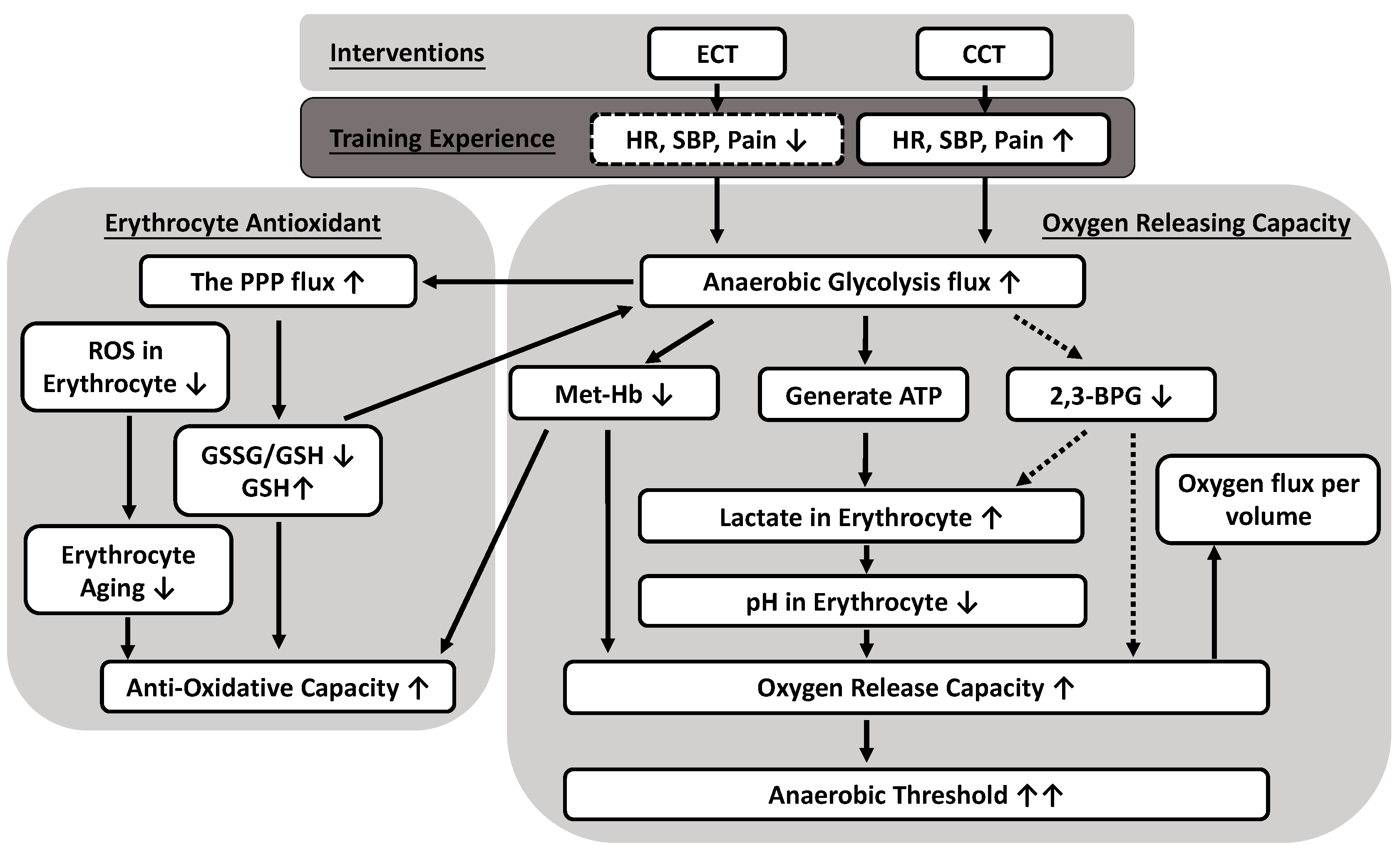 Antioxidants Free Full-Text