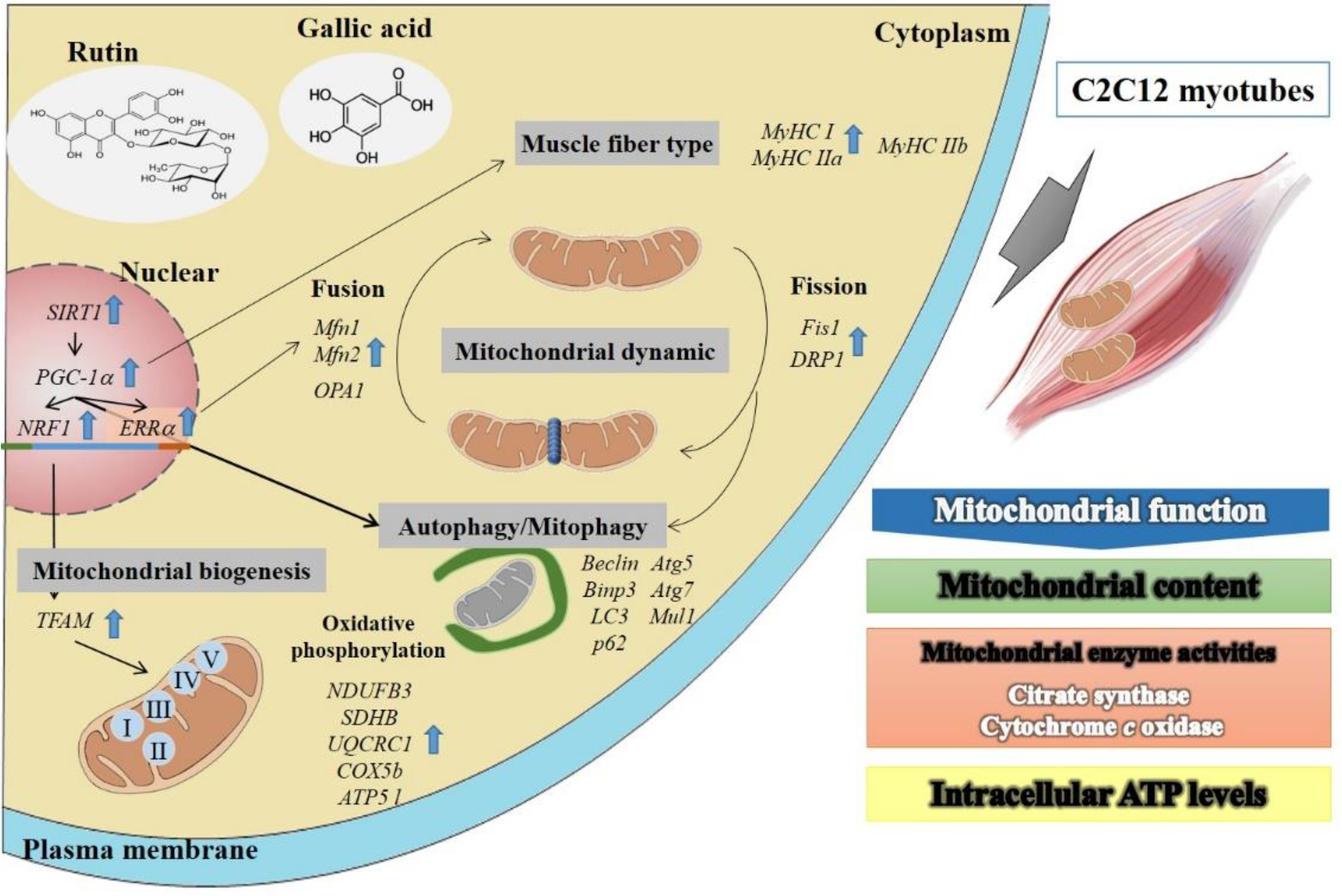 Antioxidants 10 00286 g006 Antioxidants 10 00286 g006