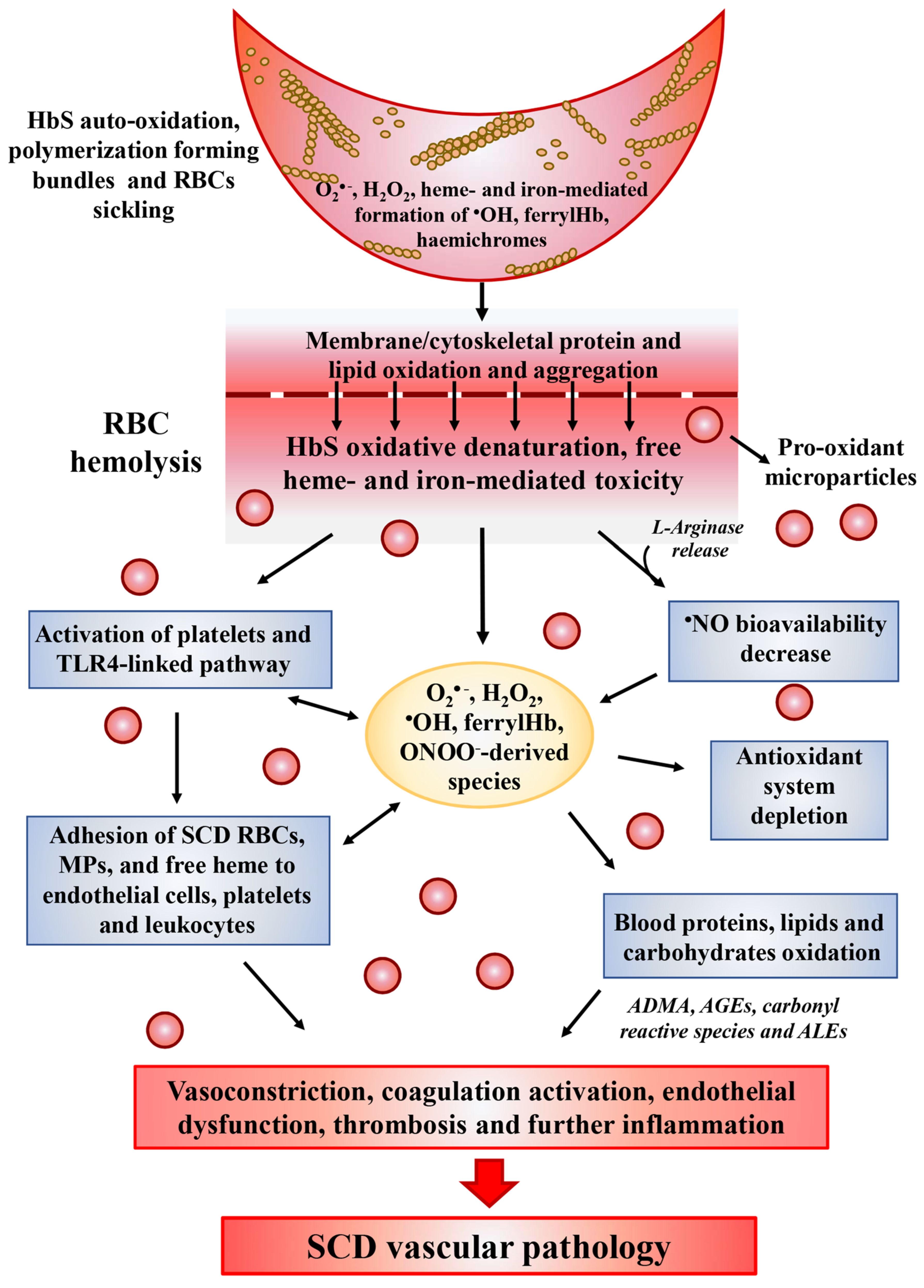 Antioxidants 10 00296 g001