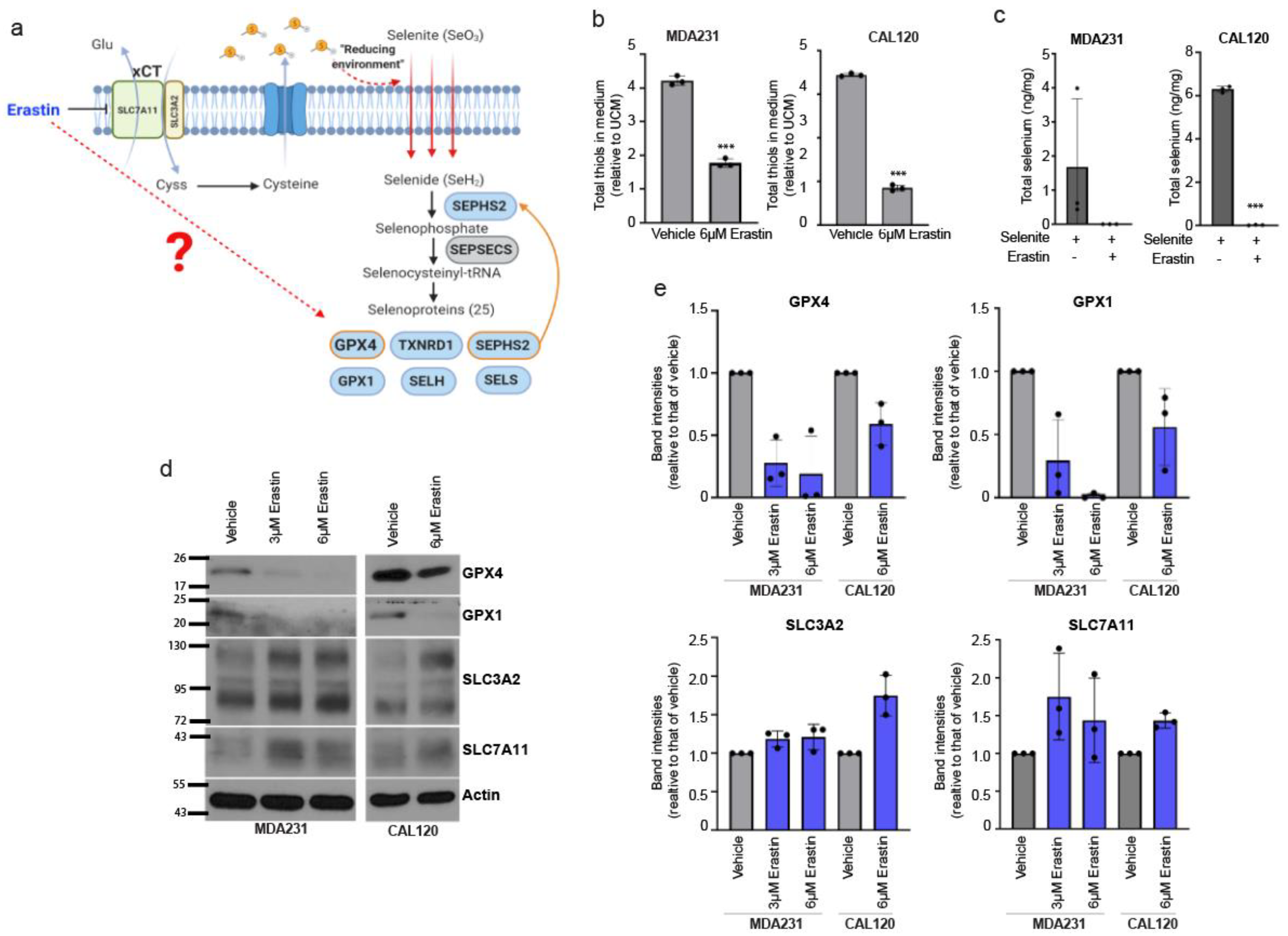 Antioxidants 10 00317 g002