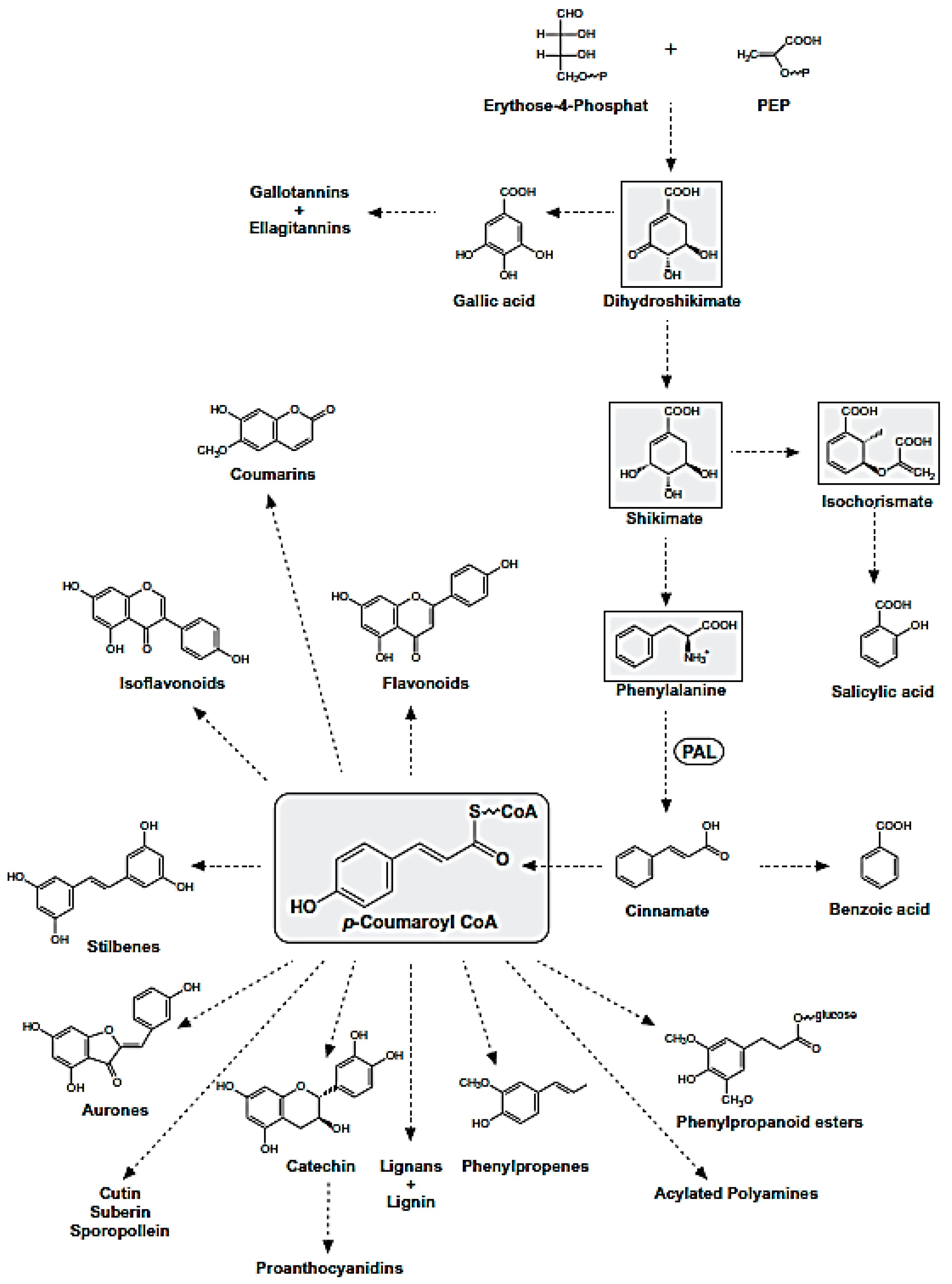 Antioxidants Free Full Text Polyphenols In The Mediterranean Diet From Dietary Sources To Microrna Modulation Html