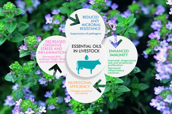 Antioxidants Free Full Text Essential Oils In Livestock From Health To Food Quality Essential Oils In Livestock, Natures Garden Essential Oils Uk