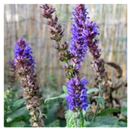 Antioxidants 10 00330 i001