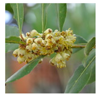 Antioxidants 10 00330 i002