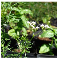 Antioxidants 10 00330 i003