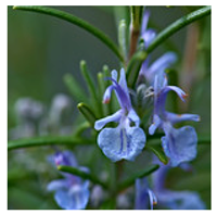 Antioxidants 10 00330 i004