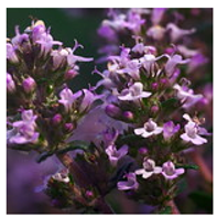 Antioxidants 10 00330 i005