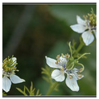 Antioxidants 10 00330 i006