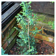 Antioxidants 10 00330 i007