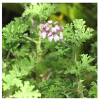 Antioxidants 10 00330 i008