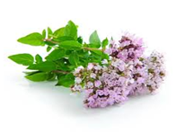 Antioxidants 10 00330 i009