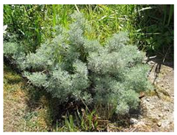 Antioxidants 10 00330 i010