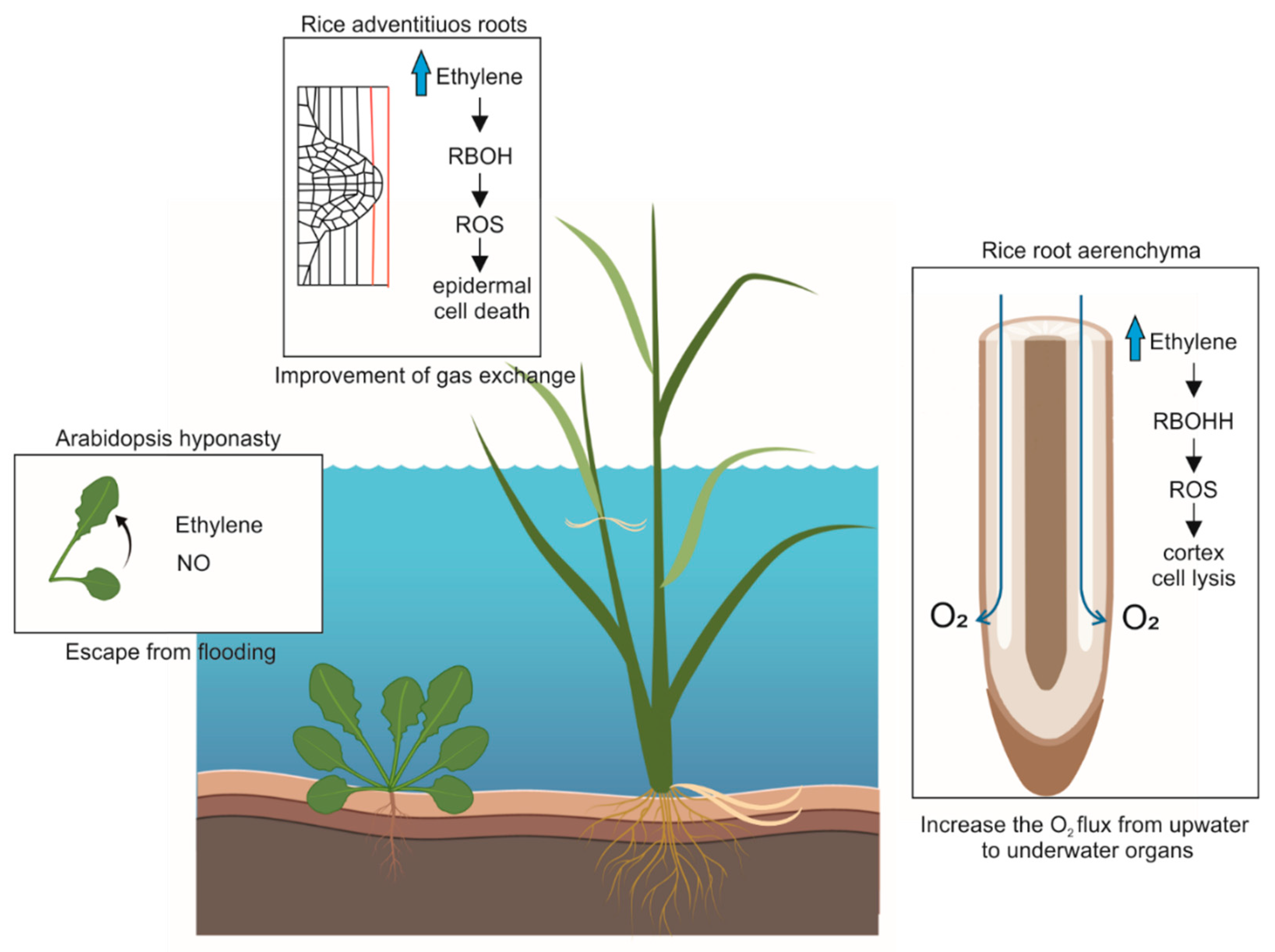 Antioxidants 10 00332 g001 Antioxidants 10 00332 g001