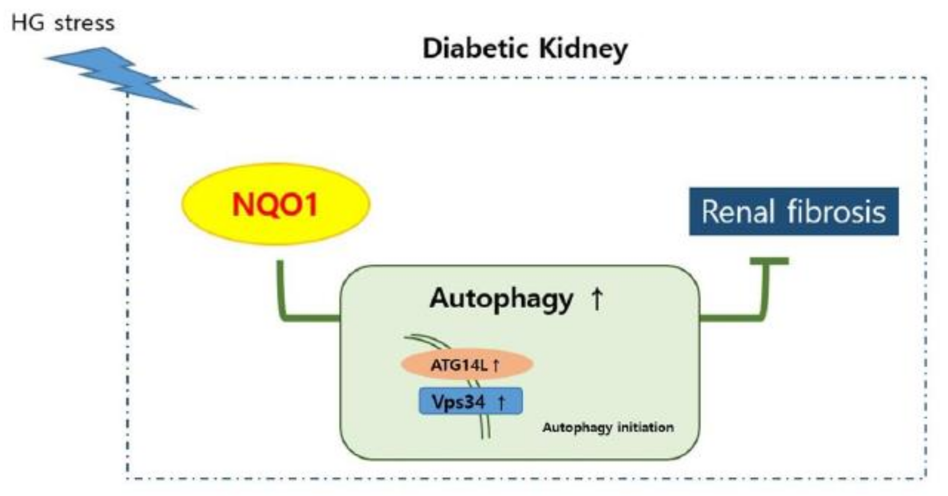 Antioxidants 10 00333 g007 Antioxidants 10 00333 g007