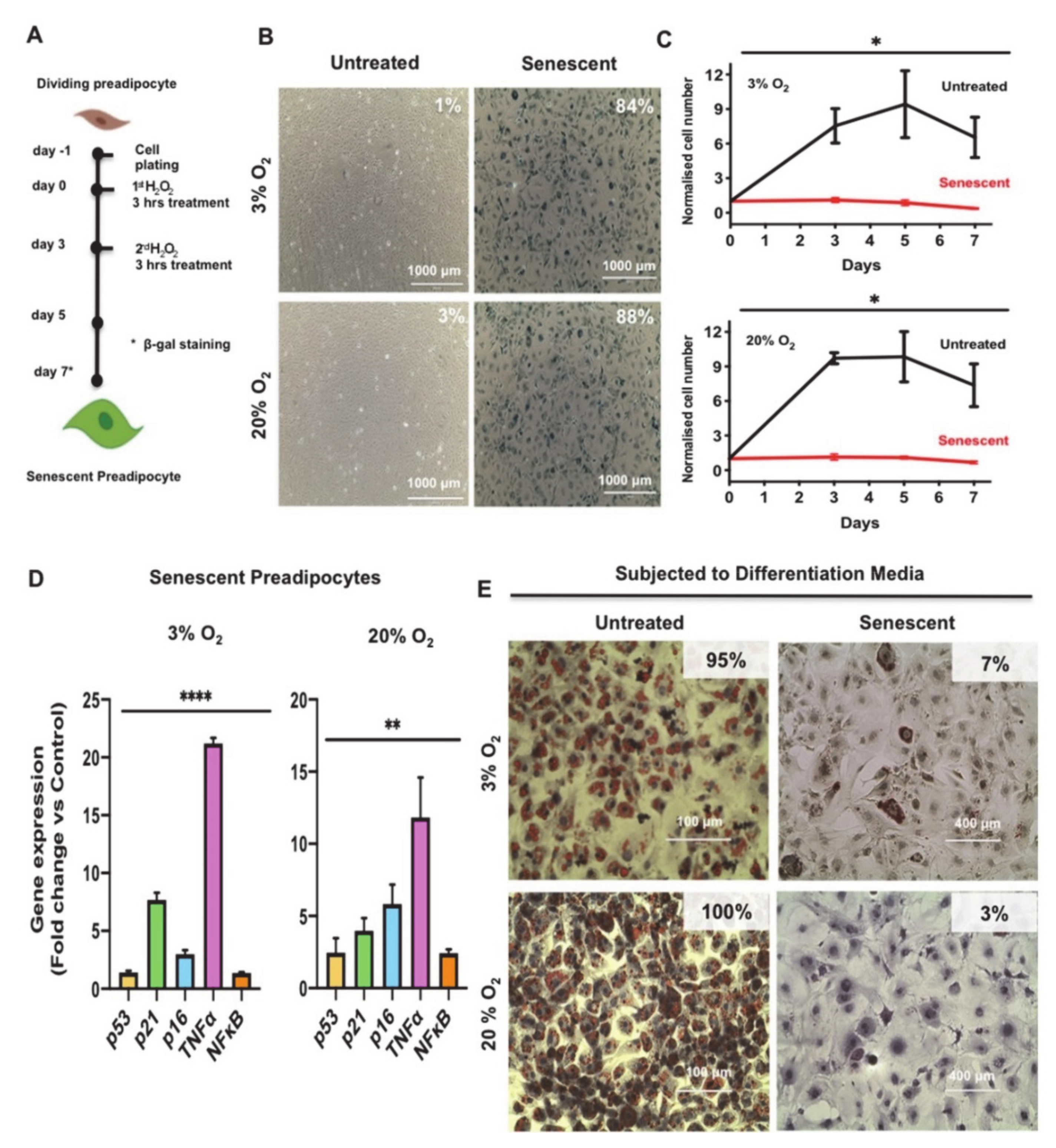 Antioxidants 10 00334 g001 Antioxidants 10 00334 g001