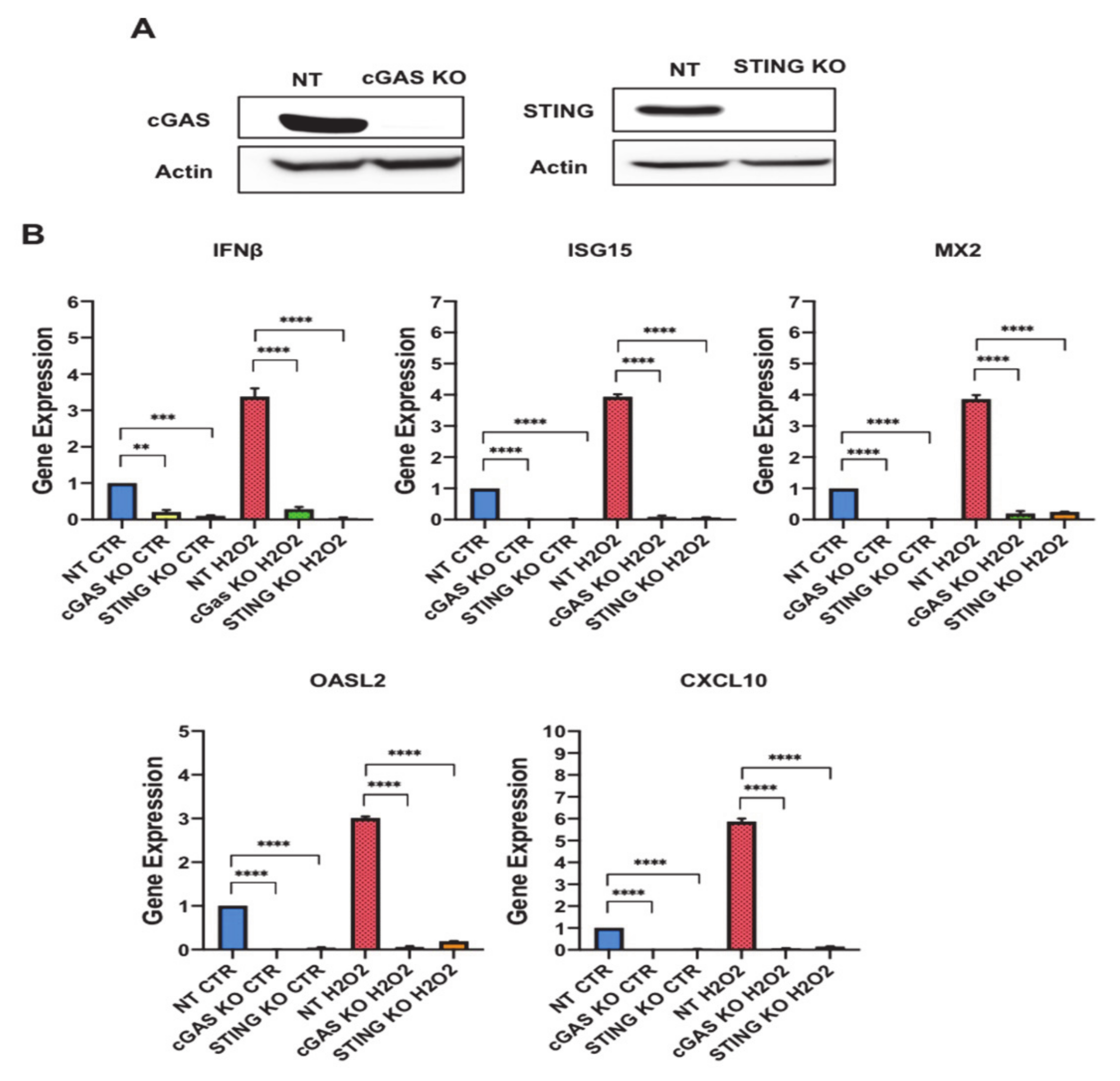 Antioxidants 10 00334 g006 Antioxidants 10 00334 g006