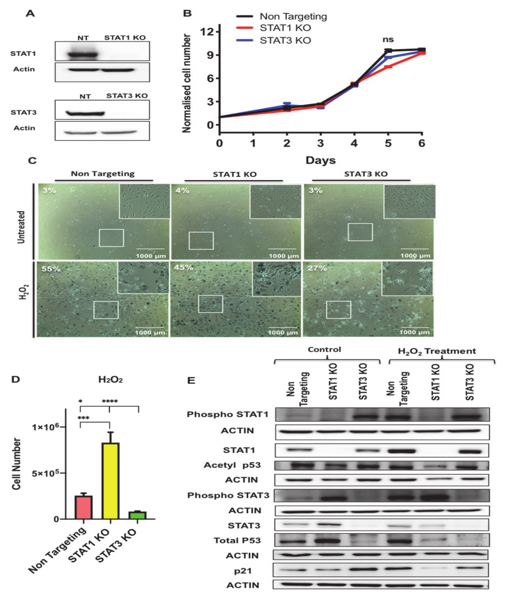 Antioxidants 10 00334 g007 Antioxidants 10 00334 g007