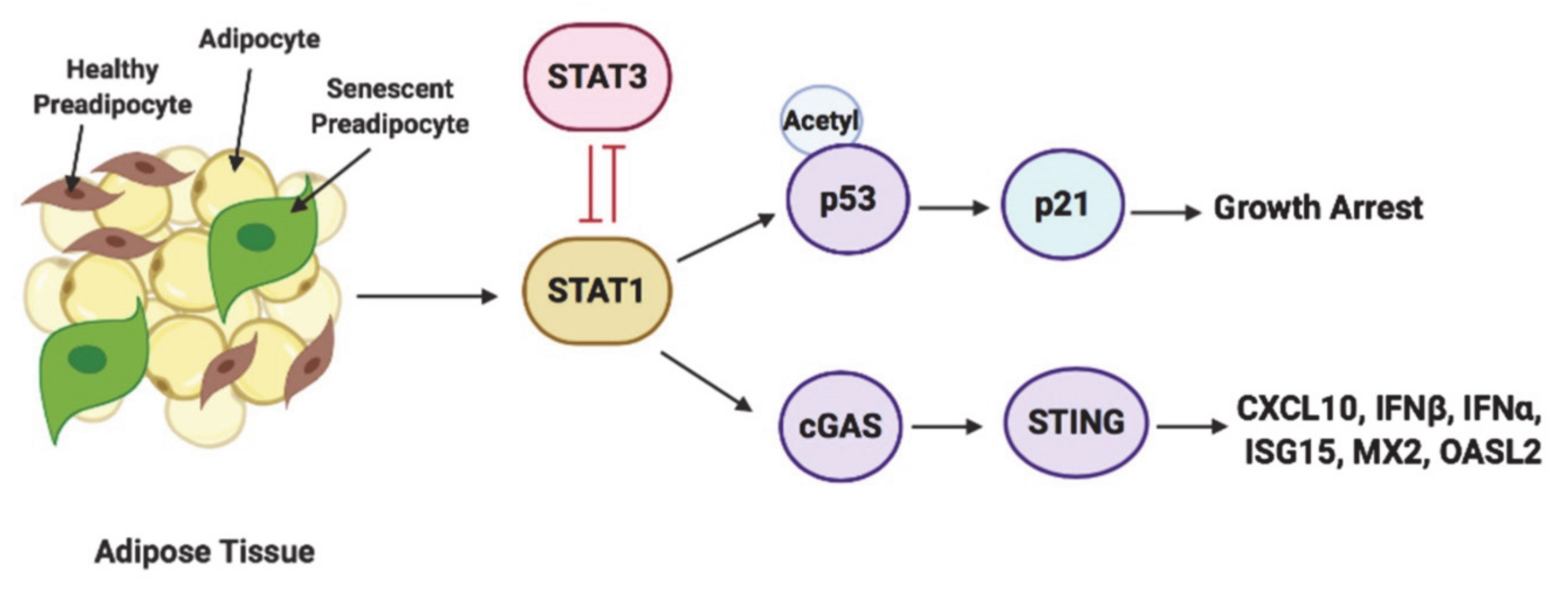 Antioxidants 10 00334 g009 Antioxidants 10 00334 g009
