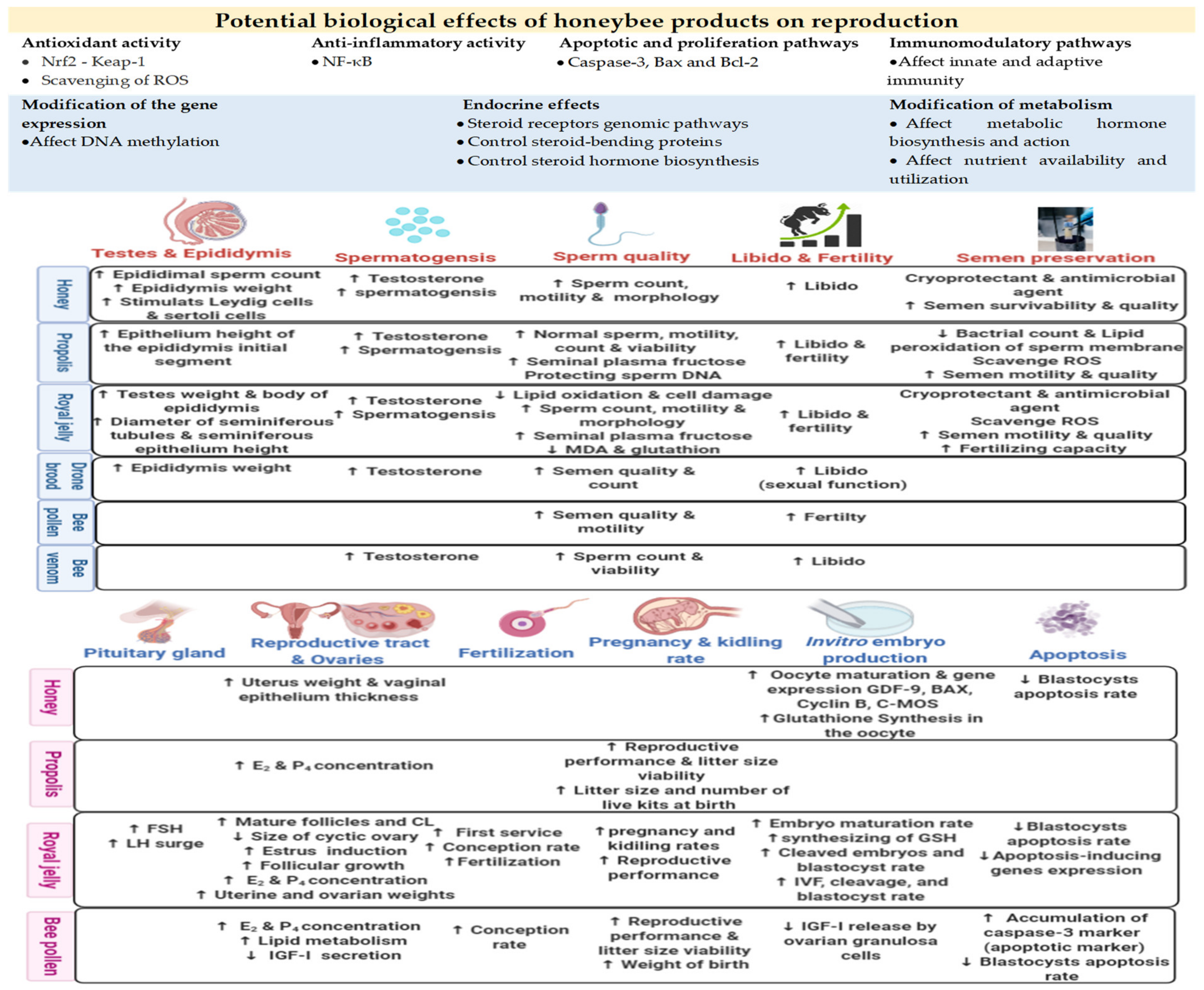 Prostatitis nagyban.