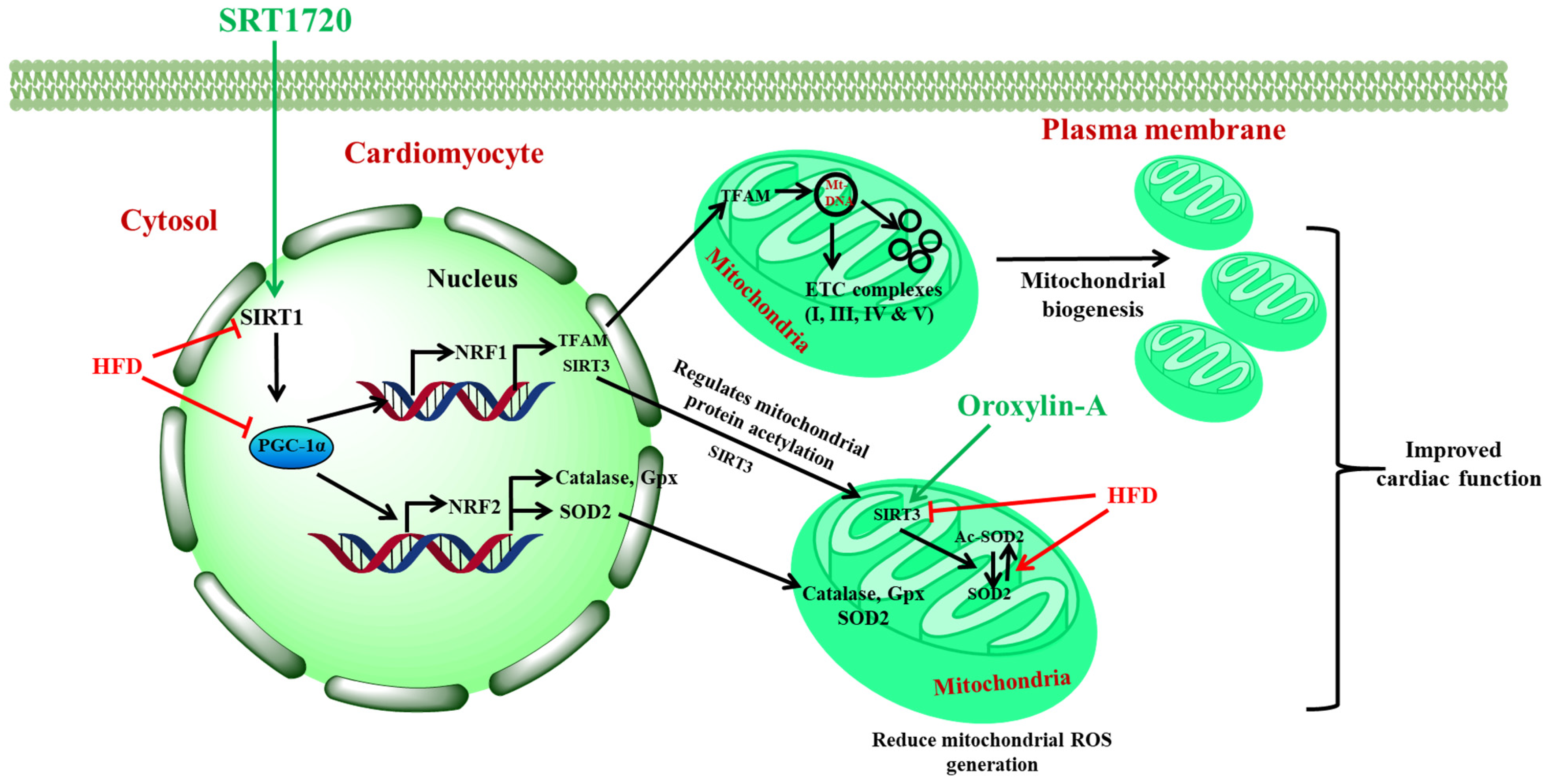 Antioxidants 10 00338 g011 Antioxidants 10 00338 g011