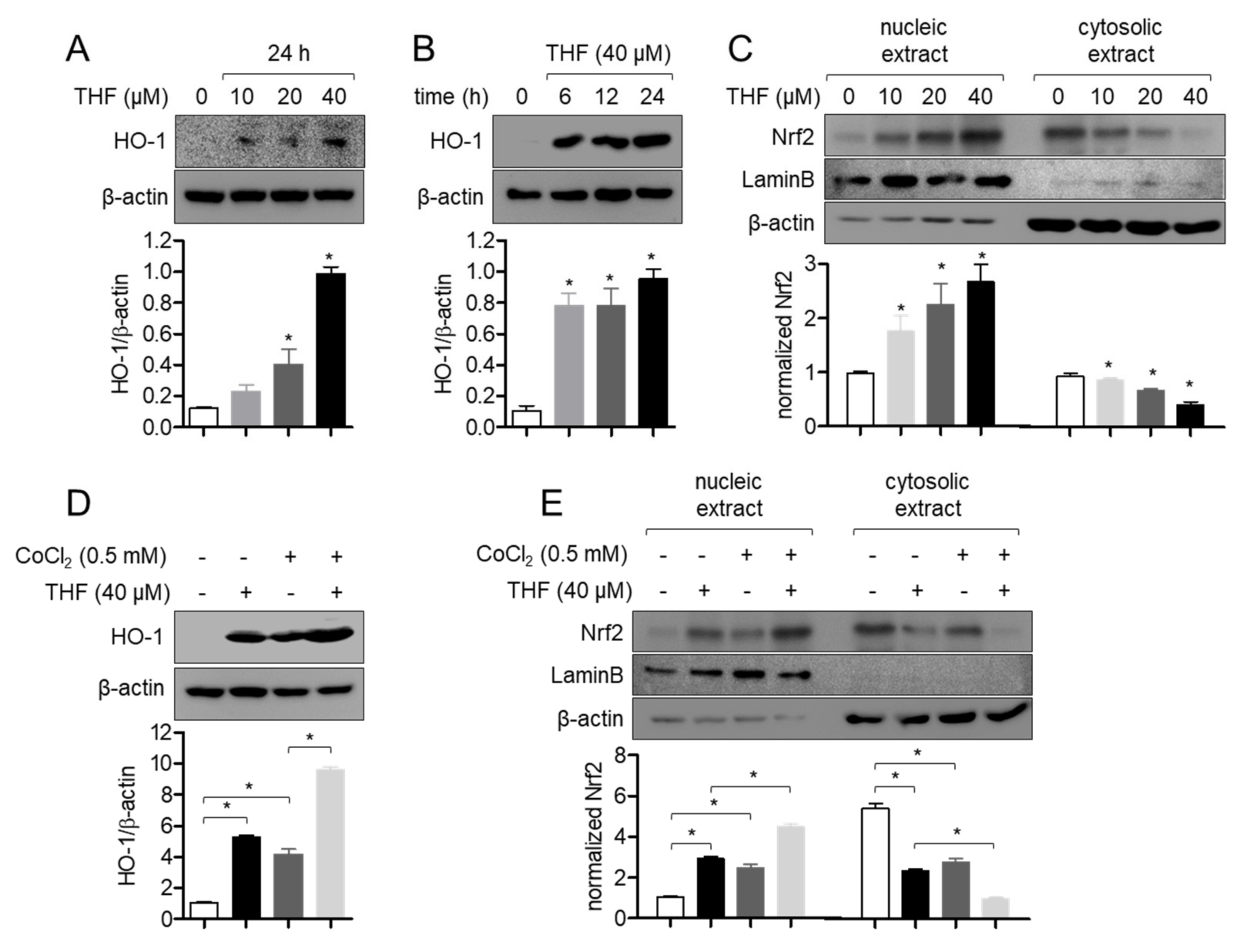 Antioxidants 10 00341 g007 Antioxidants 10 00341 g007