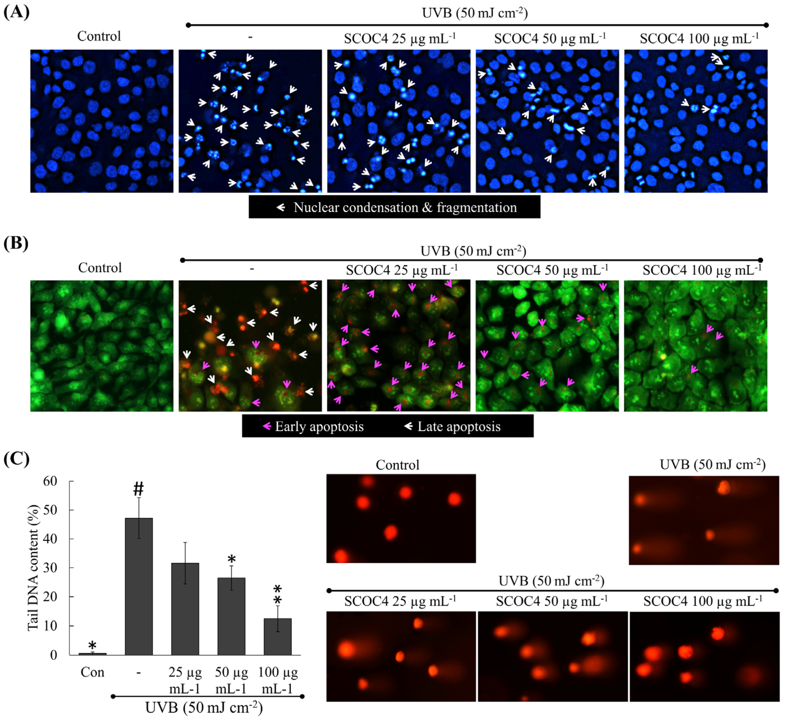 Antioxidants 10 00347 g004