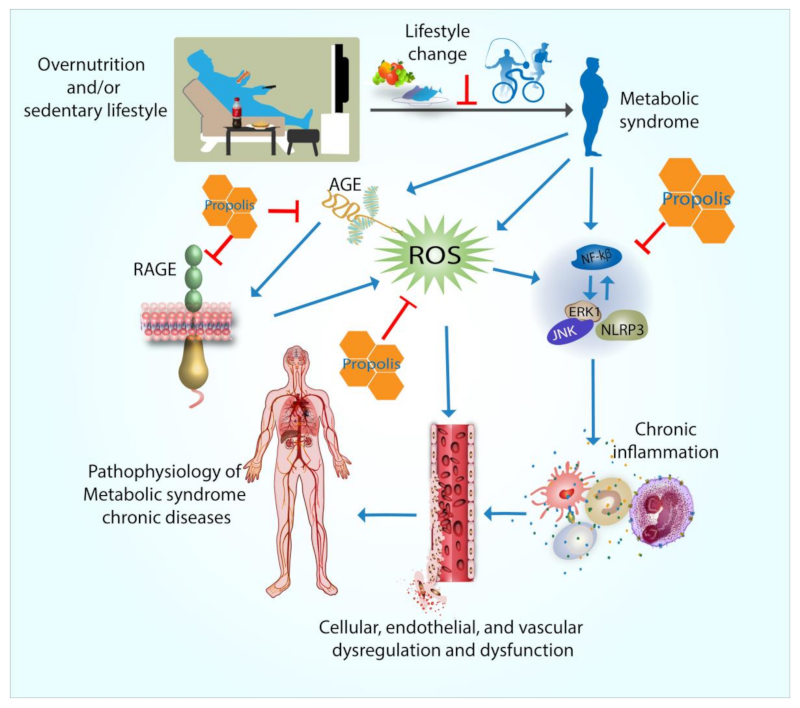 Antioxidants 10 00348 g001