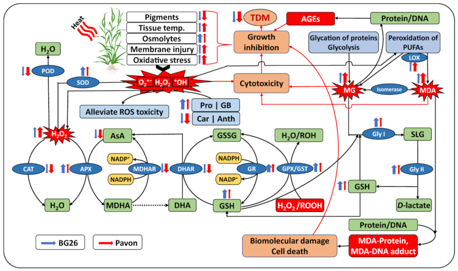 Antioxidants 10 00351 g009 Antioxidants 10 00351 g009