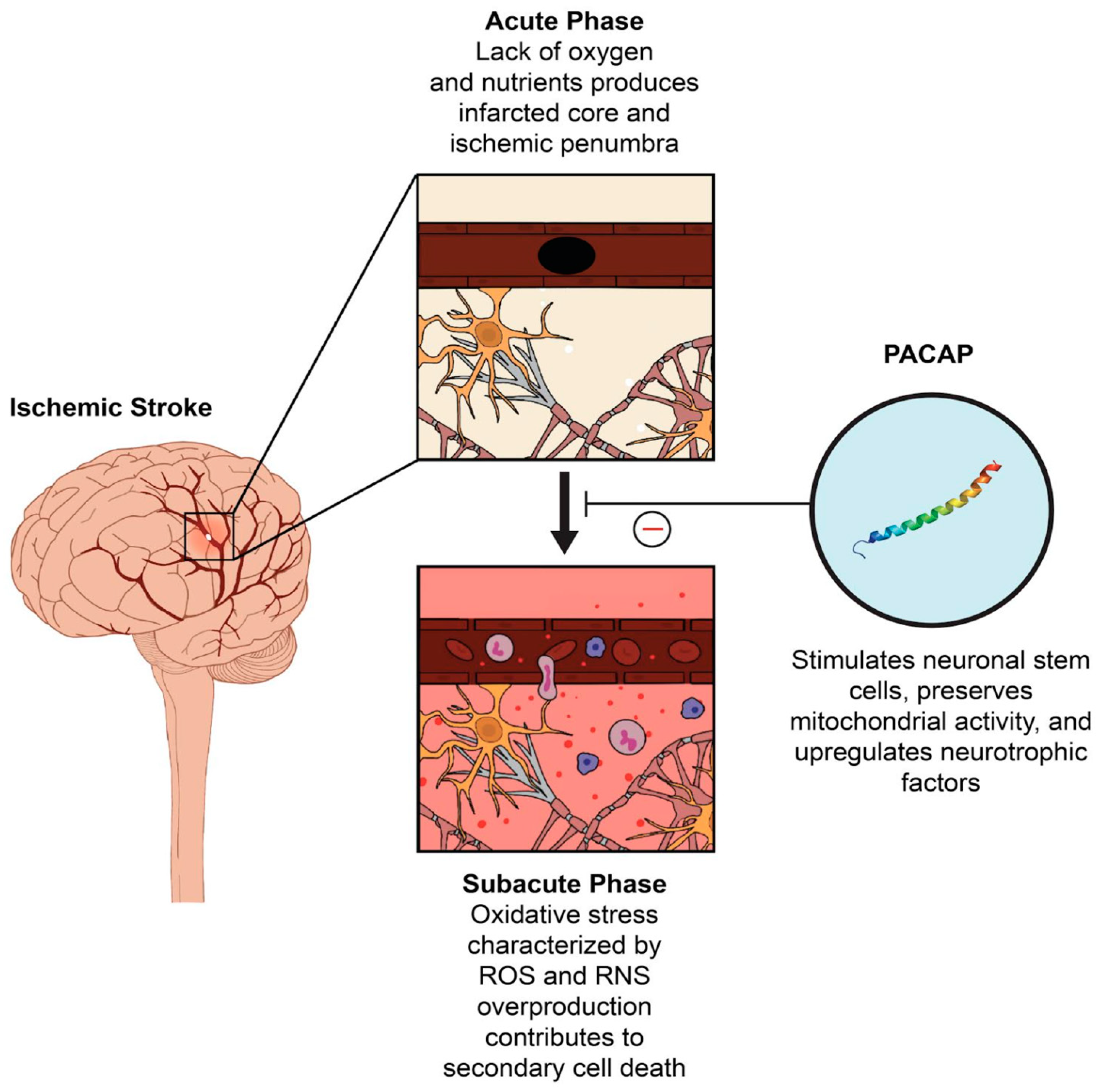 Antioxidants 10 00354 g001 Antioxidants 10 00354 g001