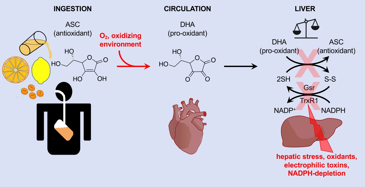 Antioxidants Free FullText Supplemental Ascorbate Diminishes DNA Damage Yet Depletes