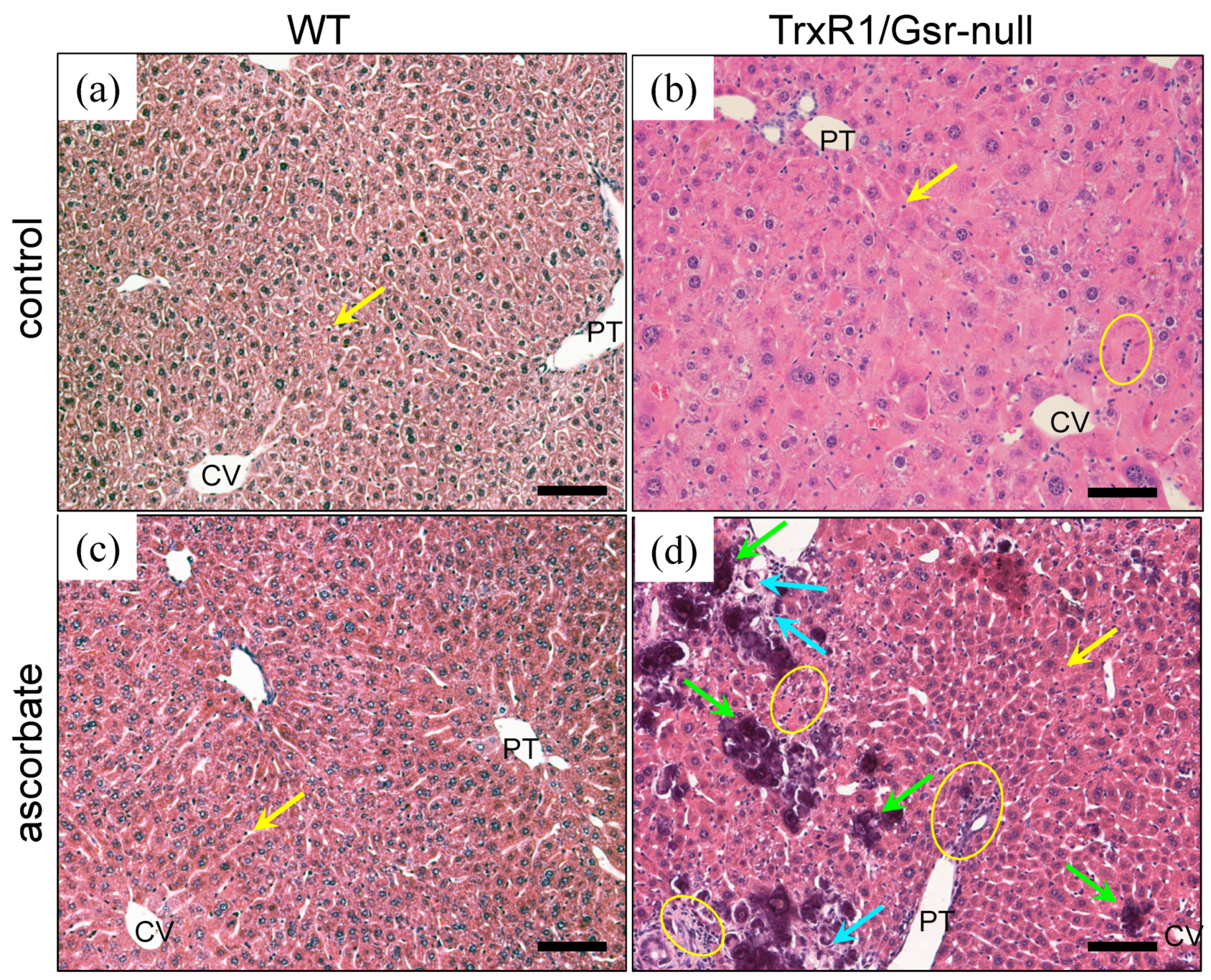 Antioxidants 10 00359 g002