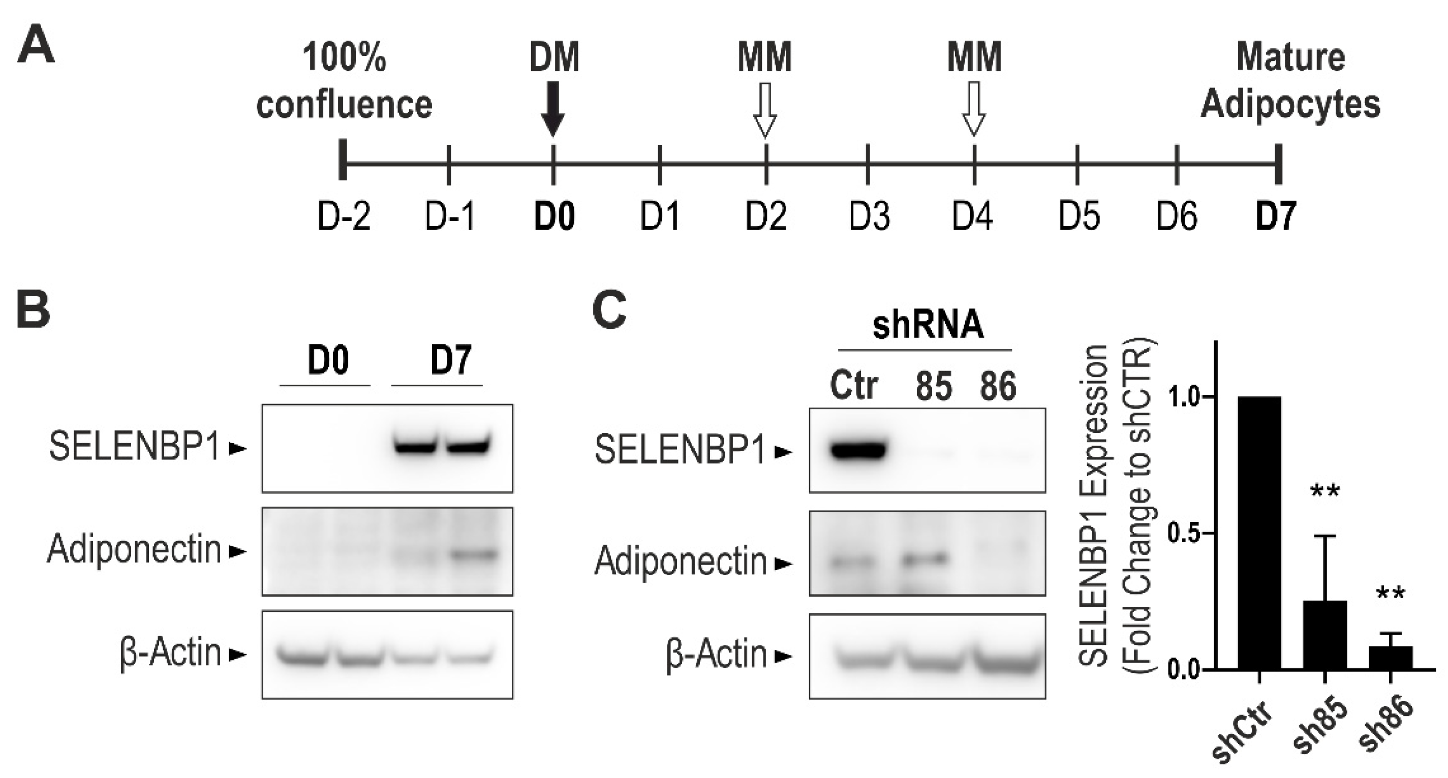Antioxidants 10 00361 g001 Antioxidants 10 00361 g001