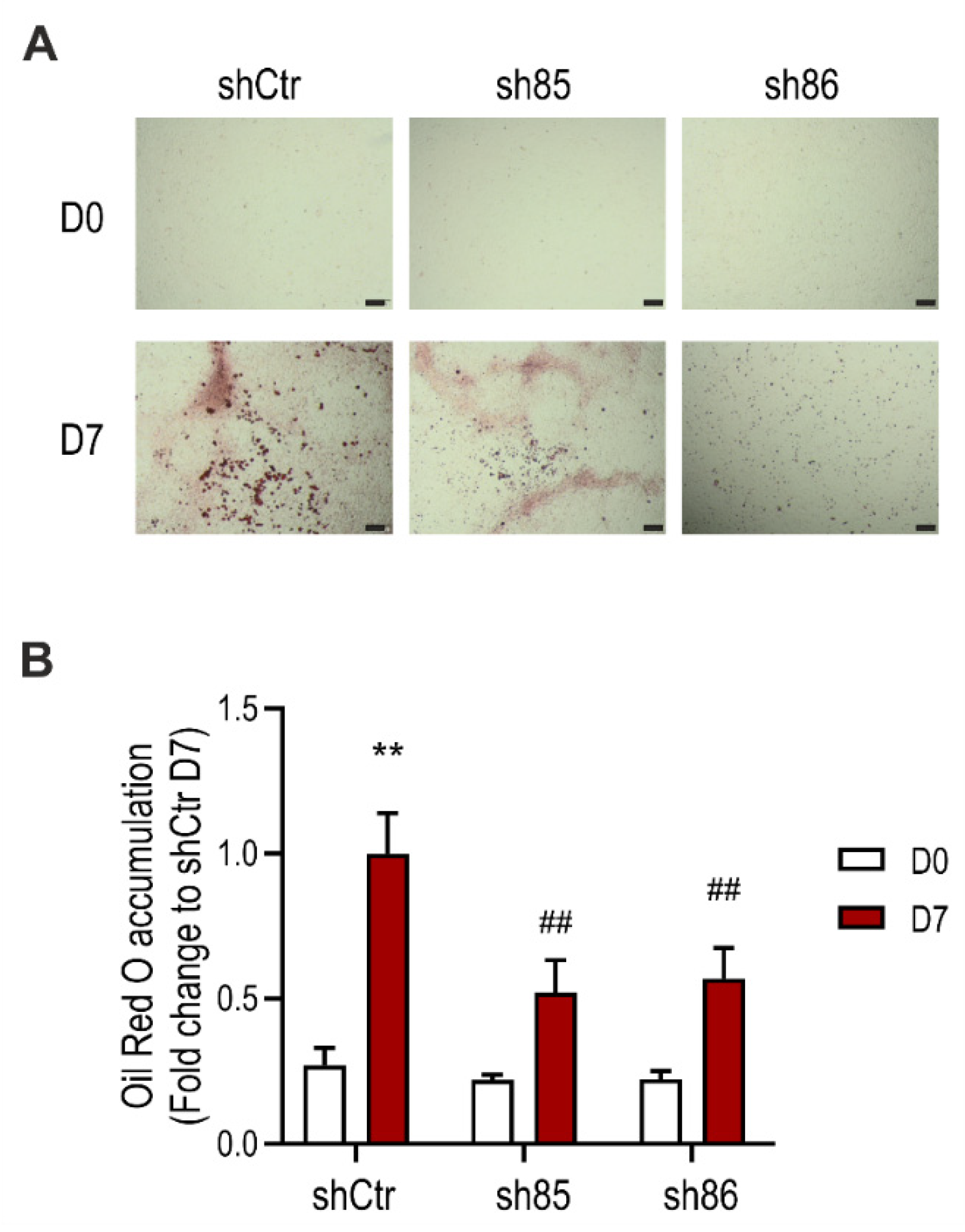 Antioxidants 10 00361 g002 Antioxidants 10 00361 g002
