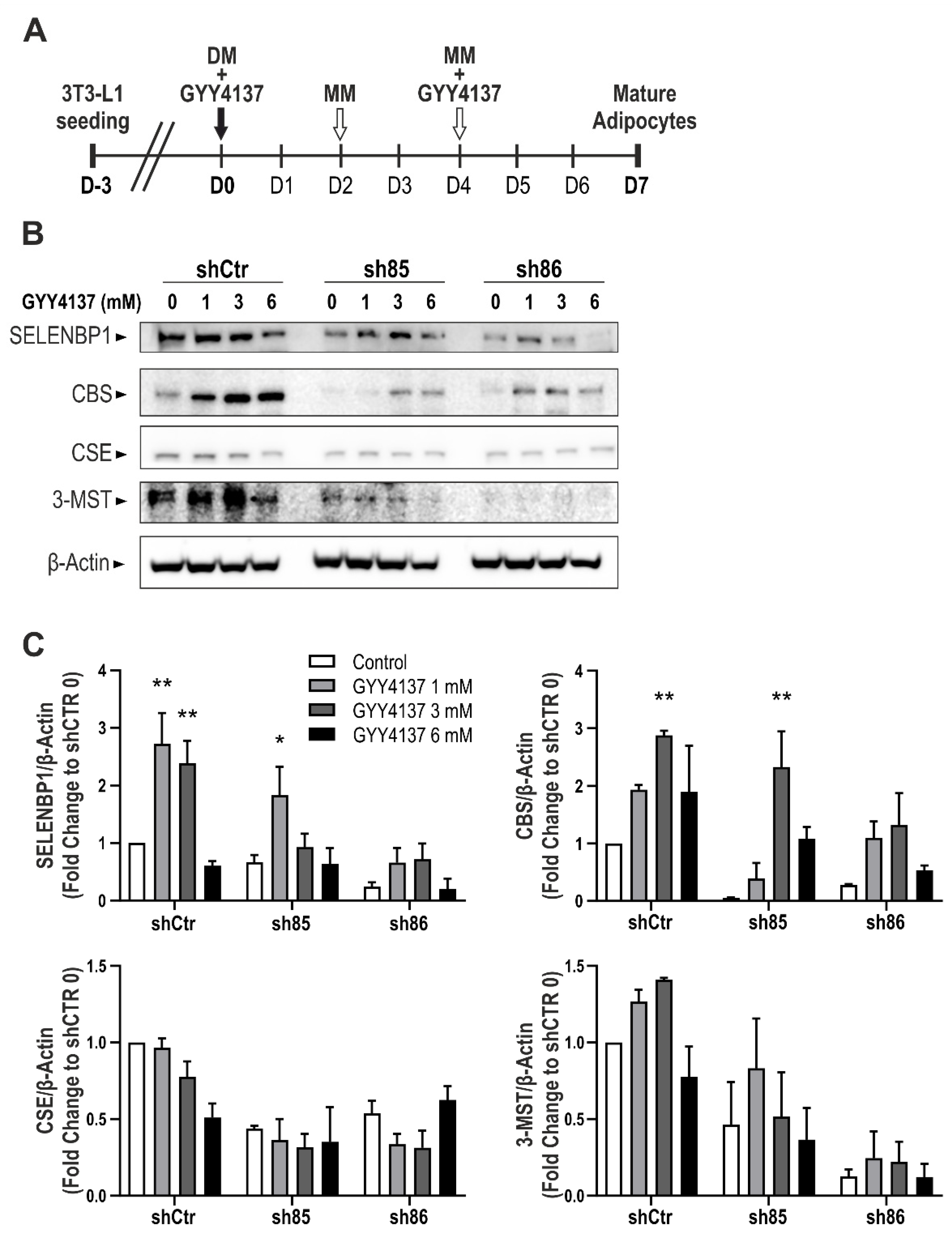 Antioxidants 10 00361 g007 Antioxidants 10 00361 g007