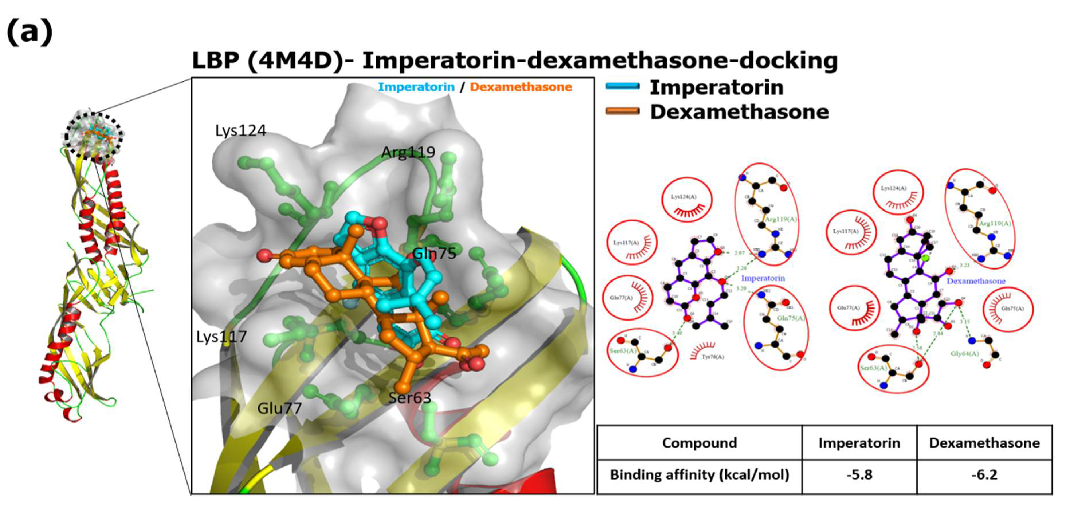Imperatorin Interferes with LPS Binding to the TLR4 Co-Receptor 