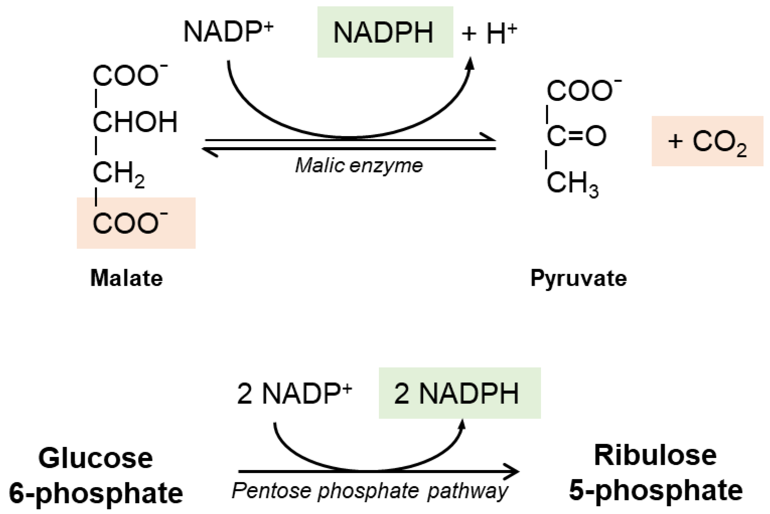 Antioxidants 10 00364 g002 Antioxidants 10 00364 g002